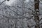 Close-up of a twig of a wild bush covered with gentle snow.