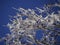 Close up of the twigs and branches of a tree covered in ice, with blue skies in the background