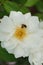 Close-up twisted gray Caucasian bees Andrena nitidiuscula on inf