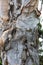 Close up of the twisted, peeling multi-colored bark of a Melaleuca leucadendron, Paperbark Tree in Haiku, Hawaii