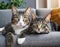 Close-up of two adorable cats with striking eyes lying on a couch