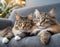 Close-up of two adorable cats with striking eyes lying on a couch