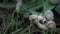 Close up of two adorable Helix Aspersa snail with brown horns slowly creeping in summer green gress before rain