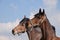 Close-up of two adult brown horses. Stallions.