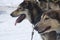 Close up of two Alaskan Huskies after dog sledding tour