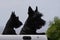 Close up of two alert black Scottish terriers in back of pickup truck