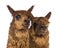 Close-up of Two Alpacas looking away and smiling against white background