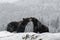 Close-up two angry brown bear fight in winter forest