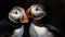 Close up of two Atlantic puffins, their beaks and feathers vibrant generated by AI