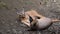 Close up of two baby caracal kittens resting