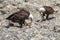 Close-up of two Bald Eagles standing on the beach and opposite to each other, next to the river