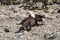 Close-up of two Bald Eagles standing on the beach and opposite to each other, next to the river