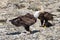Close-up of two Bald Eagles standing on the beach and opposite to each other, next to the river