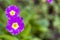 Close-up of two beautiful fresh field flowers with tender bright violet petals and yellow heart blooming on blurred background of