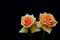 Close up of two bicolor hybrid roses on dark background