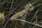 close-up: two big dry spikes on green grass in the lane