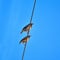 Close up of two birds on high voltage cable with blue sky
