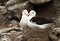 Close up of two Black-browed Albatrosses