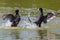 Close-up two black coot birds fulica atra fighting in water