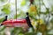 Close-up of a two of Black Inca hummingbird sitting on a red hummingbird feeder, Rogitama Biodiversidad, Colombia