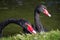 Close up of two black swans