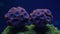 a close up of two blue and red corals on a coral with algae in the water behind it and a blue background behind it