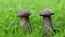 Close up of two Brown Birch Boletus in the grass