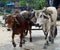 Close up of two buffaloes pulling cart, Central Highlands, Vietnam