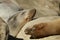 Close up of two california sea lions sleeping on rocks