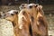 Close up of two camels sitting