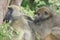 Close-up of two Chacma Baboon Papio ursinus grooming Victoria Falls Zambia