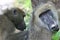 Close-up of two Chacma Baboons Papio ursinus grooming Victoria Falls Zambia