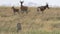 Close up of two cheetah watching hartebeest antelope