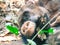 Close up of two Chimpanzees sitting in forest at Gombe National Park