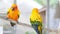 Close up two Colorful love birds on rope together by camera hand held