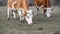 Close up of two cows graze grass in pasture in semi profile view