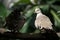 Close-up of two crested pigeons on branch