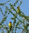 Close up of two cute, colourful Love birds in tree, blue sky, Tanzania