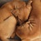 Close up of two cute dogs sleeping close together with their faces burrowed into each otherâ€™s