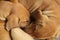 Close up of two cute dogs sleeping close together with their faces burrowed into each otherâ€™s