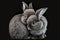 Close up of two cute little rabbits, hugging each other. Generative AI