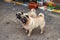 Close-up of two cute pugs outdoors