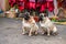 Close-up of two cute pugs outdoors