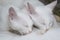 Close-up two cute white kittens breastfeeding 