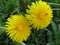 Close up of two dandelion flowers with ants on them against the background of grass