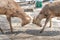 Close up two deers at Todaiji temple in Nara perfecture at Japan country