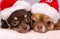 Close up of two different coloured dark brown and light brown Chihuahua with Santa hat resting