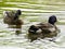 Close-up of two ducks swimming on the river