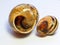 Close up of two empty snail shells.