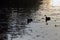 Close Up Of Two Eurasian Coots